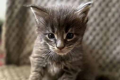 Kocięta Maine Coon - odbiór na Walentynki, Dolnośląskie, Wrocław