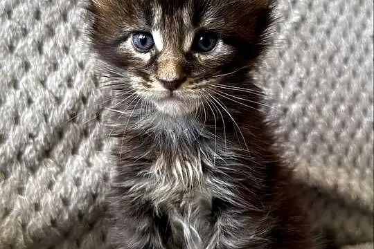 Kocięta Maine Coon - odbiór na Walentynki, Dolnośląskie, Wrocław
