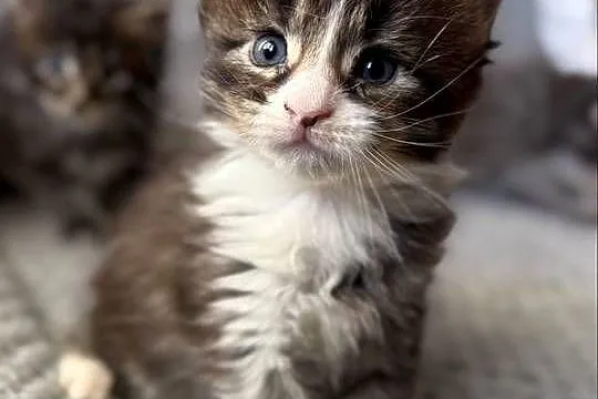 Kocięta Maine Coon - odbiór na Walentynki, Dolnośląskie, Wrocław