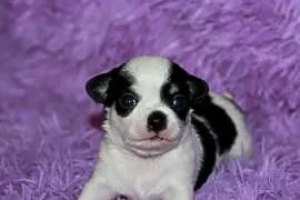 Chihuahua ZKwP FCI prawdziwy rodowód!