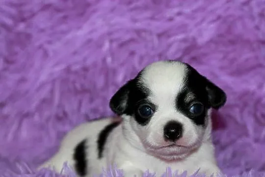 Chihuahua ZKwP FCI prawdziwy rodowód!, Zachodniopomorskie, Świnoujście