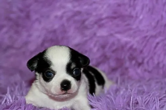 Chihuahua ZKwP FCI prawdziwy rodowód!, Zachodniopomorskie, Świnoujście