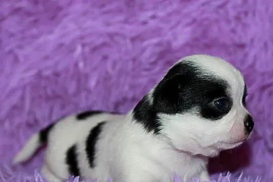 Chihuahua ZKwP FCI prawdziwy rodowód!, Zachodniopomorskie, Świnoujście