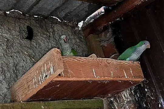 Sprzedam Papugi Mnichy, Wielkopolskie, Wielichowo