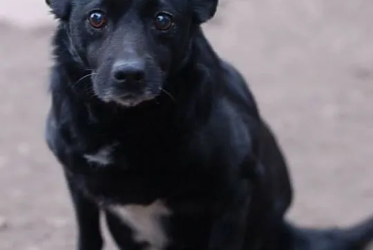 Bajka - spokojna, łagodna MIKROsunia do adopcji!