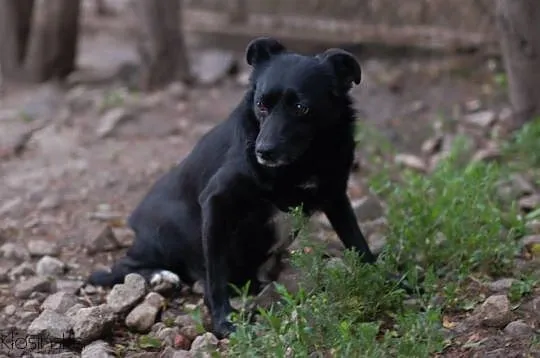 Bajka - spokojna, łagodna MIKROsunia do adopcji!