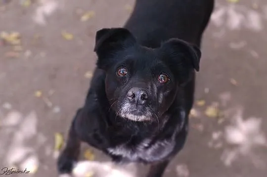 Bajka - spokojna, łagodna MIKROsunia do adopcji!