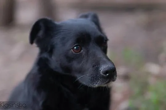 Bajka - spokojna, łagodna MIKROsunia do adopcji!