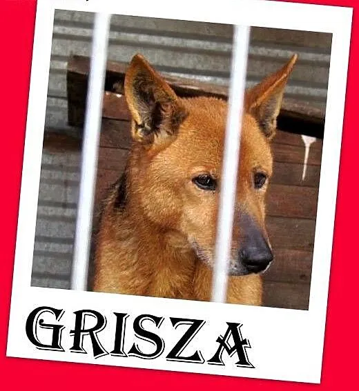 Owczarek niem.mix,wrażliwy,spokojny pies GRISZA.Ad
