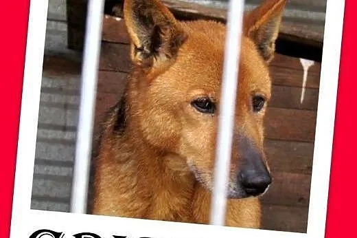 Owczarek niem.mix,wrażliwy,spokojny pies GRISZA.Ad