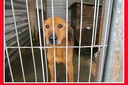 Owczarek niem.mix,wrażliwy,spokojny pies GRISZA.Ad