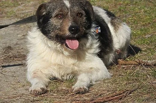 Łatek - uroczy, uległy psiak, mix sznaucerek,  maz