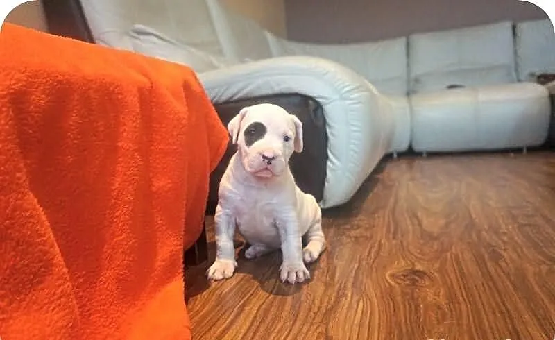 Dogo argentino dog argentyński
