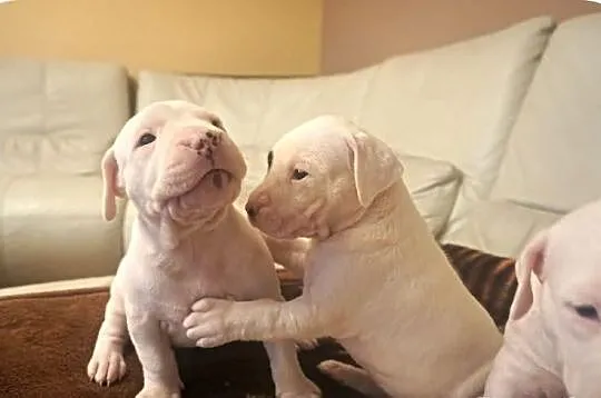 Dogo argentino dog argentyński