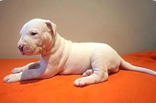 Dogo argentino dog argentyński