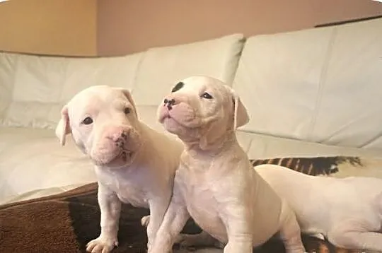 Dogo argentino dog argentyński