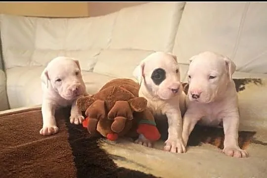 Dogo argentino dog argentyński