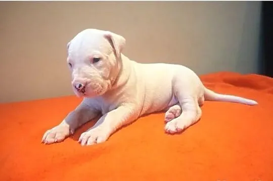 Dogo argentino dog argentyński
