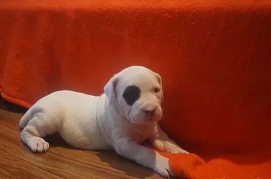 Dogo argentino dog argentyński