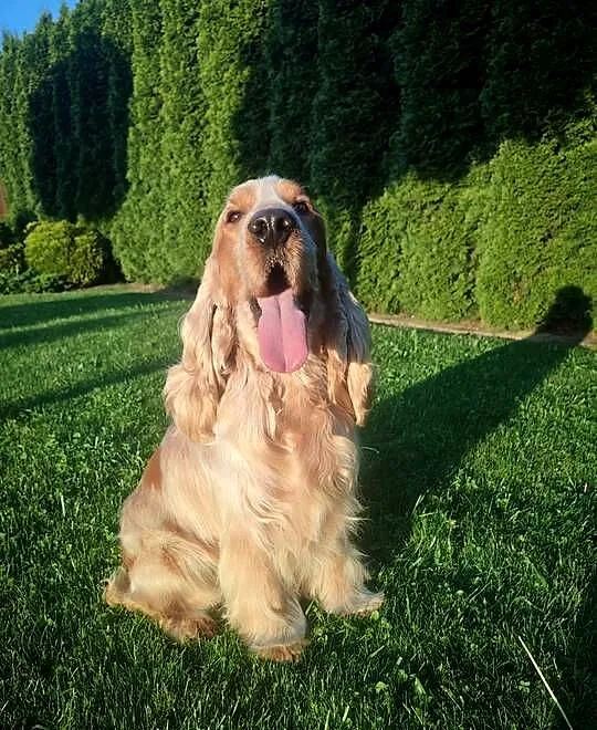 Pies Cocker spaniel angielski, Małopolskie, Nowe Brzesko