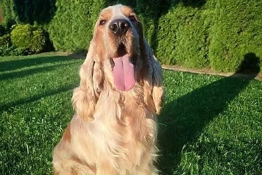 Pies Cocker spaniel angielski, Małopolskie, Nowe Brzesko