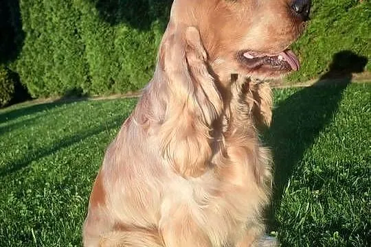 Pies Cocker spaniel angielski, Małopolskie, Nowe Brzesko