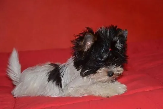 Yorkshire Terrier Biewer \Yorki Biewery-Mamy Szcze