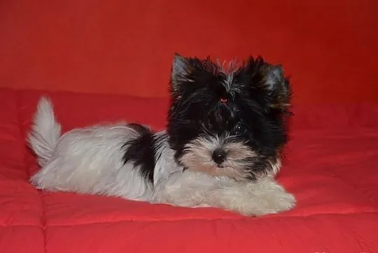 Yorkshire Terrier Biewer \Yorki Biewery-Mamy Szcze