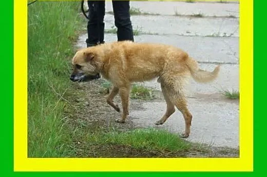 17kg ,średnio ruchliwy,przyjacielski,wesoły,kocha dzieci,pies KACZOR,  małopolskie Kraków