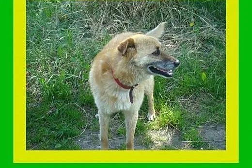 17kg ,średnio ruchliwy,przyjacielski,wesoły,kocha 