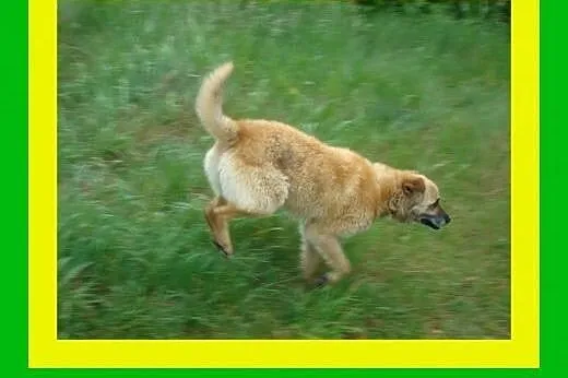 17kg ,średnio ruchliwy,przyjacielski,wesoły,kocha 