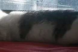Wysterylizowana, urocza, ok 1 roczna kicia czeka n