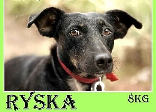 8kg,jamnik mix,mała przyjazna suczka RYSKA.Adopcja