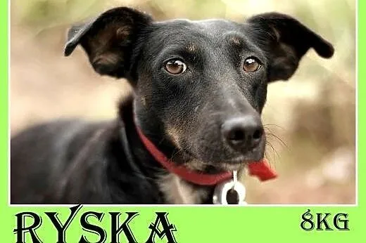 8kg,jamnik mix,mała przyjazna suczka RYSKA.Adopcja