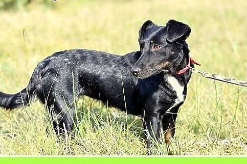8kg,jamnik mix,mała przyjazna suczka RYSKA.Adopcja