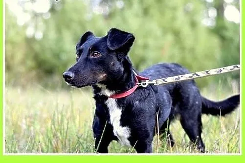 8kg,jamnik mix,mała przyjazna suczka RYSKA.Adopcja