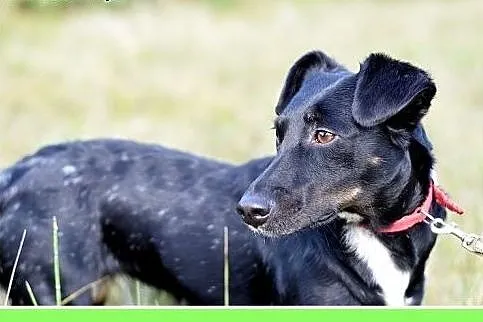 8kg,jamnik mix,mała przyjazna suczka RYSKA.Adopcja