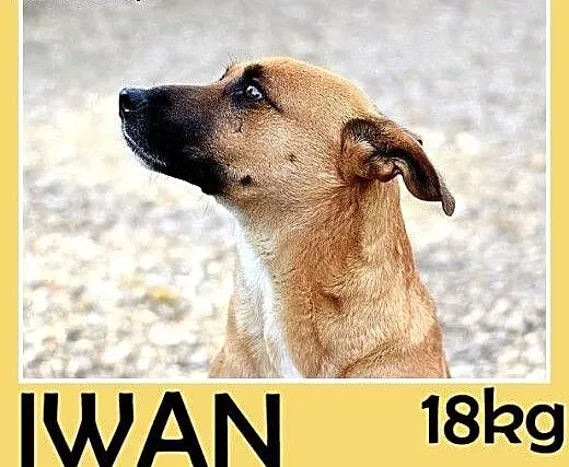 17kg,młody,przyjazny,energiczny pies IWAN do domu