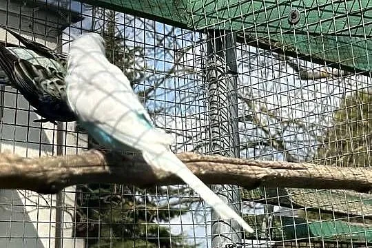 Papugi faliste, Małopolskie, Skała