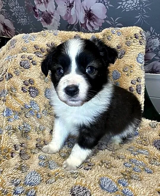 Suczka CYNKA rasy Border Collie o umaszczeniu Czarno-białym, Małopolskie, Limanowa