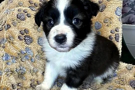 Suczka CYNKA rasy Border Collie o umaszczeniu Czarno-białym, Małopolskie, Limanowa