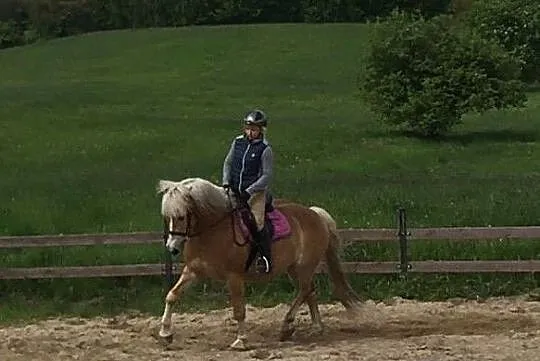 Haflinger wałach 6 lat, Wałbrzych