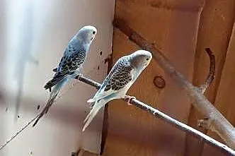 Do sprzedania nadwyżka papug, Lubelskie, Tarzymiechy Trzecie