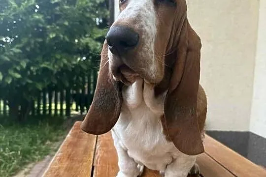 Basset hound szczenię po championach