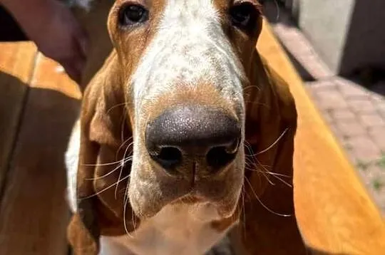 Basset hound szczenię po championach, Wielkopolskie, Batorowo