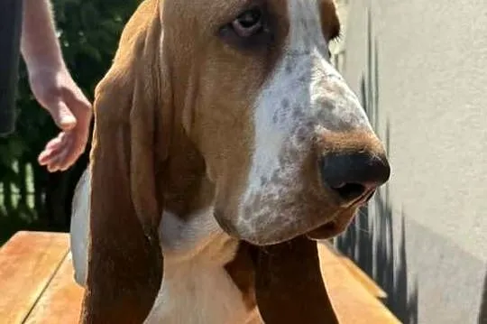 Basset hound szczenię po championach, Wielkopolskie, Batorowo