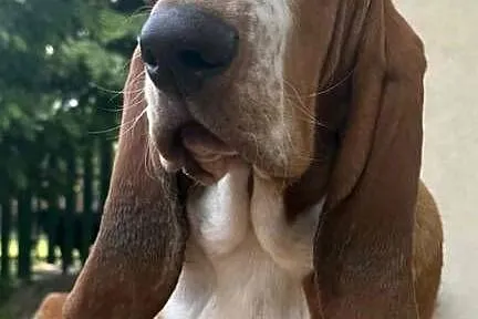 Basset hound szczenię po championach, Wielkopolskie, Batorowo
