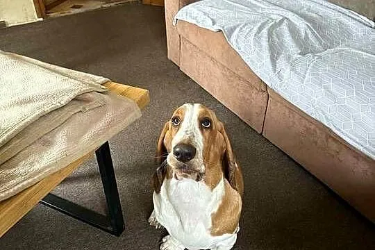 Basset hound szczenię po championach, Wielkopolskie, Batorowo