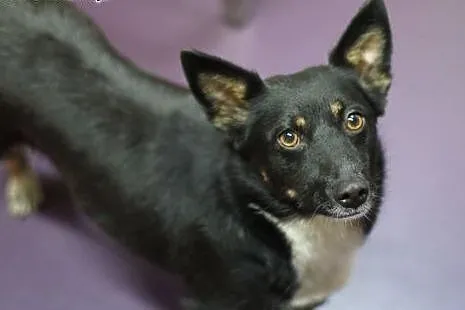 Mrówka - cudna MALEŃKA sunia do pilnej adopcji!,  