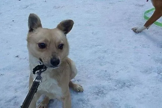 Roczny piesek potrzebuje cierpliwego i doświadczon